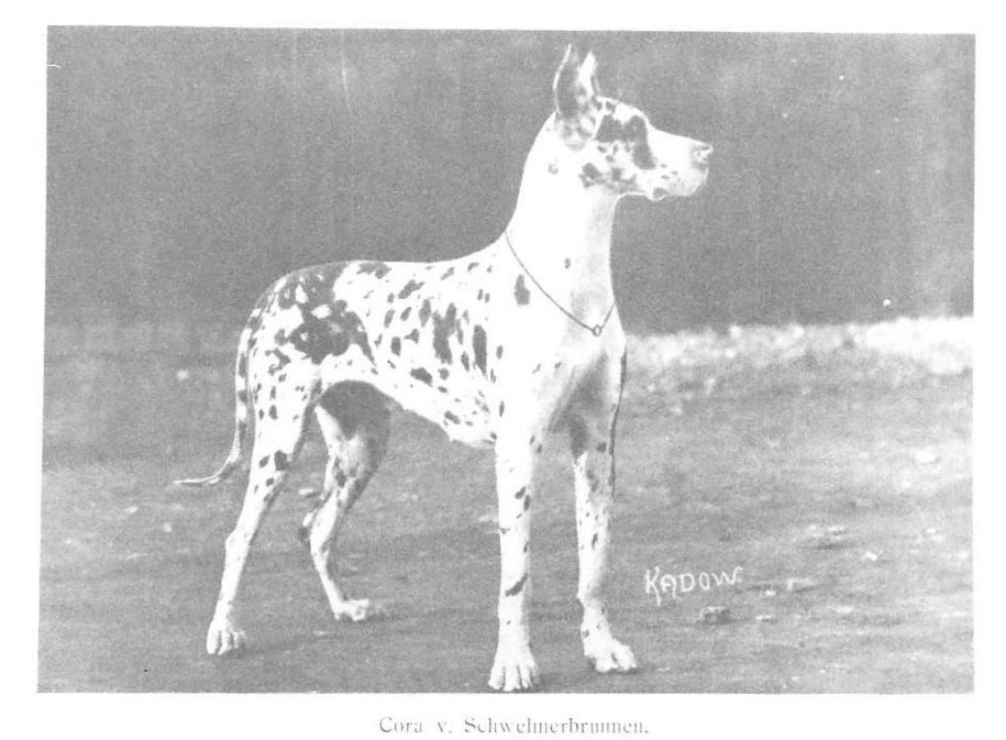 Cora v Schwelmerbrunmmen
